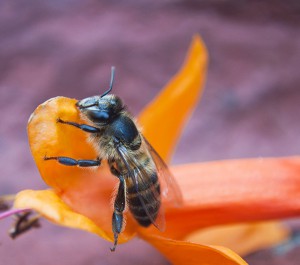 bee